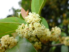 Lindera kwangtungensis