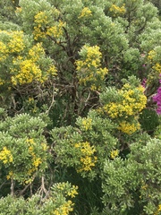 Brachyglottis cassinioides