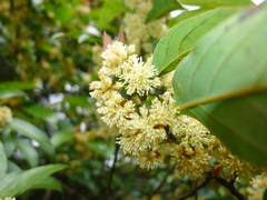 Lindera kwangtungensis