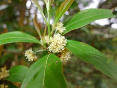 Lindera kwangtungensis