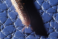 Siphonotidae