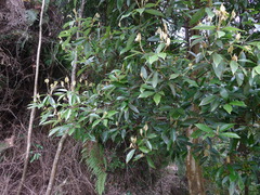 Lindera kwangtungensis