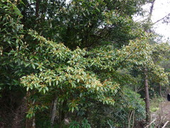 Lindera kwangtungensis
