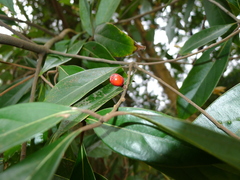 Lindera kwangtungensis