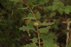 Chorilaena quercifolia