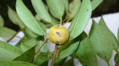 Diospyros morrisiana