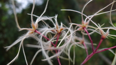 Clematis crassifolia