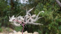 Clematis crassifolia