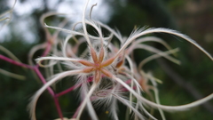 Clematis crassifolia