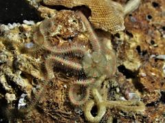 Ophiopteron