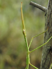Phasmatini