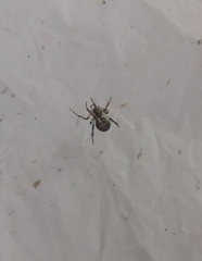 Theridion varians