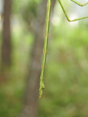 Phasmatini