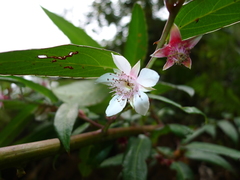 Rubus jambosoides