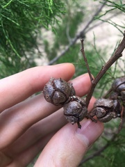 Callitris rhomboidea