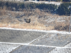 Haliaeetus albicilla