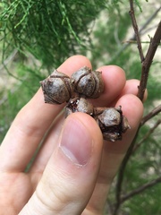 Callitris rhomboidea