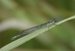 Pseudagrion spernatum