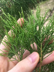 Callitris rhomboidea