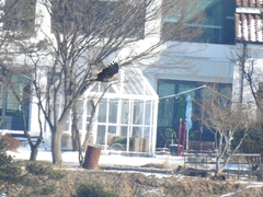 Haliaeetus albicilla