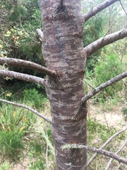 Callitris rhomboidea