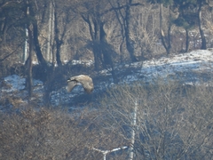 Haliaeetus albicilla