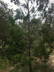 Callitris rhomboidea