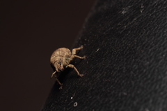 Pseudocneorhinus bifasciatus