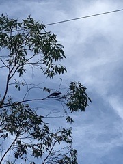 Anthochaera chrysoptera