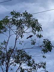 Anthochaera chrysoptera