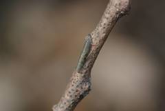 Ledropsis discolor