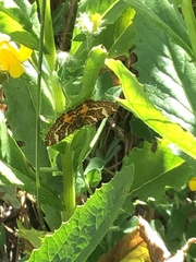 Chrysolarentia polycarpa