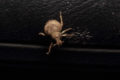 Pseudocneorhinus bifasciatus