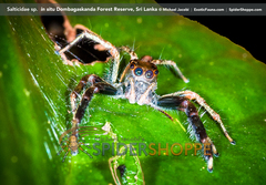 Colopsus