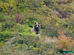 Ursus arctos arctos