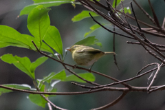Phylloscopus goodsoni