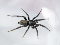 Gnaphosa licenti