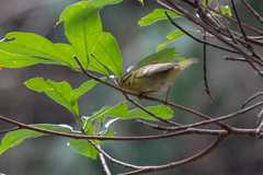 Phylloscopus goodsoni
