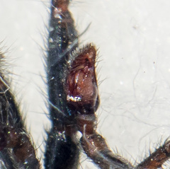 Gnaphosa licenti