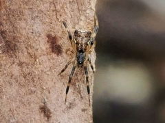 Episinus angulatus