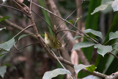 Phylloscopus goodsoni