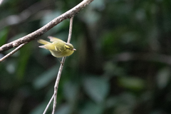 Phylloscopus goodsoni