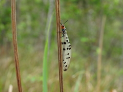 Myrmeleon erythrocephalus