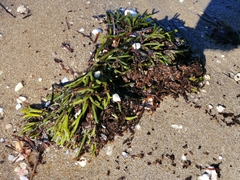 Zostera muelleri