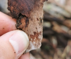 Episinus angulatus