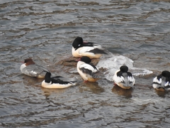 Mergus merganser