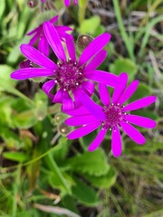 Senecio macrocephalus
