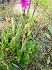 Senecio macrocephalus