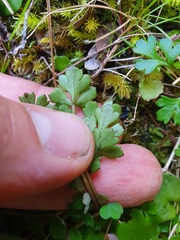 Azorella pallida