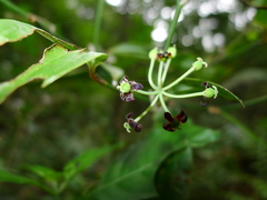 Smilax aberrans